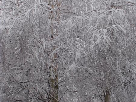 Un petit peu de neige !