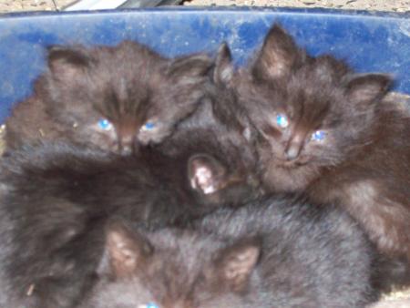 4 beaux petits chatons à donner !!!!